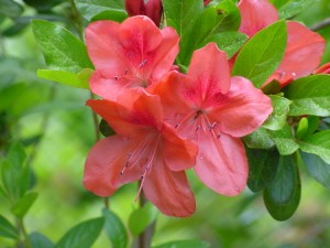杜鹃花的养殖方法和注意事项