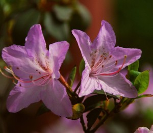 杜鹃花怎么养